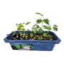 Sprouter Terrarium – The Astounding Moving Plant